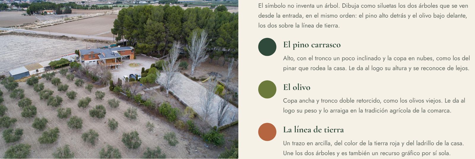 The starting point: the olive grove in front of the house and the pine wood behind.